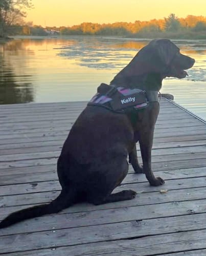 Customer's black Pawfalks No Pull Harness on a dog sitting on a wooden dock by a calm lake at sunset.