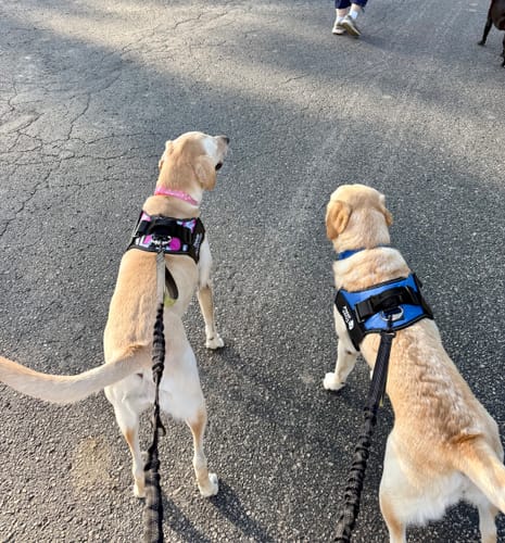 Customer's two dogs wearing Pawfalks No Pull Harnesses while walking on an asphalt path.