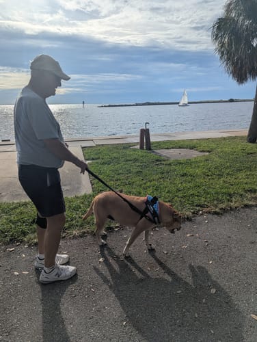 Customer's dog wearing a Pawfalks No Pull Harness while being walked by a person near the water.