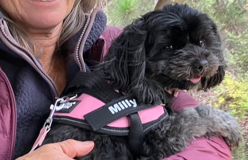 Reviewer's black dog wearing a pink Pawfalks No Pull Harness with her name printed on the strap.