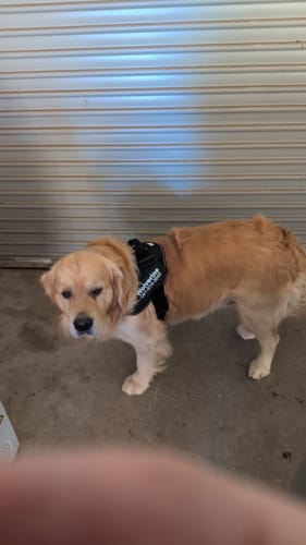 Customer's Golden Retriever wearing a black Pawfalks No Pull Harness while standing on a concrete surface.