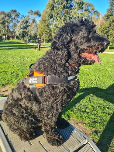 Customer's Groodle dog sitting in a park wearing an orange Pawfalks No Pull Harness.