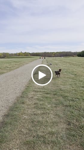 Customer video review of Pawfalks ™ No Pull Harness