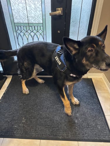 Customer's black dog wearing the blue and black Pawfalks No Pull Harness with ZEUS label standing near a door.