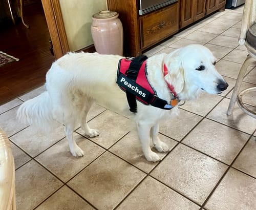 Customer's dog, Peaches, wearing a red Pawfalks No Pull Harness with her name printed on the side.
