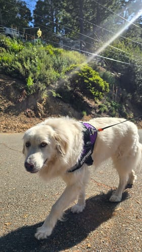 Customer's Pawfalks No Pull Harness in purple worn by a fluffy dog on a sunny outdoor walk.