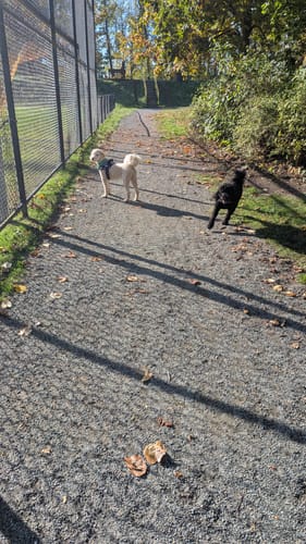 Customer's Pawfalks No Pull Harness on a light-colored dog during an outdoor walk on a gravel path.