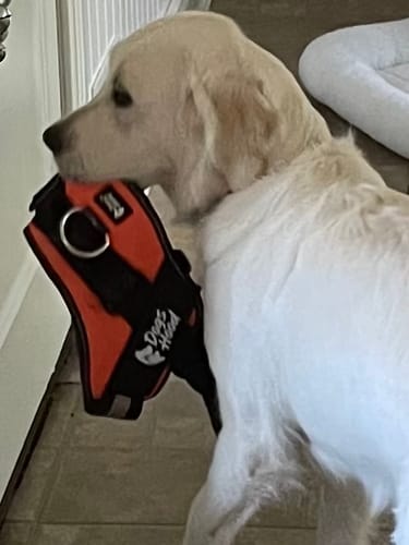 Customer's dog holding the orange Pawfalks No Pull Harness in its mouth
