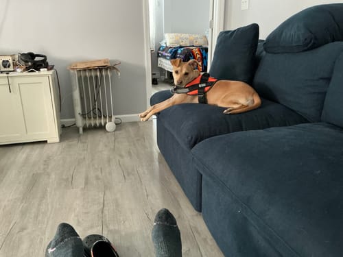 Customer's dog wearing a bright orange Pawfalks No Pull Harness, resting on a dark blue couch.