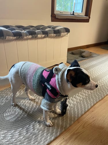 Customer's Pawfalks No Pull Harness with a custom Shelly name tag on a small dog wearing a striped sweater.