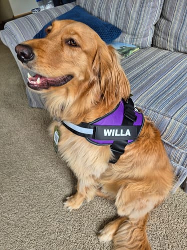 Customer's golden retriever wearing a vibrant purple Pawfalks No Pull Harness with Willa printed on the side.
