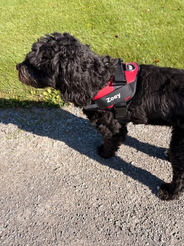 Customer's black dog wearing a red Pawfalks No Pull Harness with a custom name patch while walking outside.