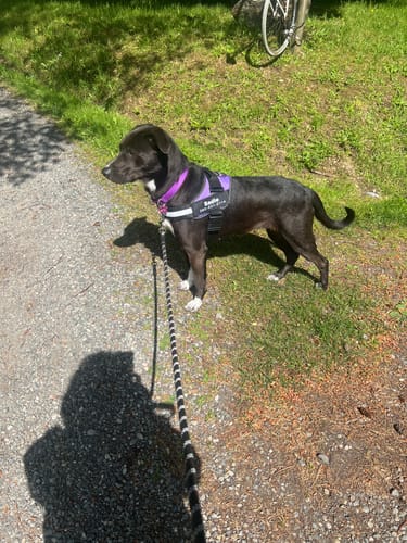 Customer's dog Sadie wearing the purple Pawfalks harness on a gravel path.