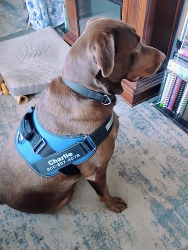 Reviewer's brown dog sitting comfortably while wearing a blue Pawfalks harness.