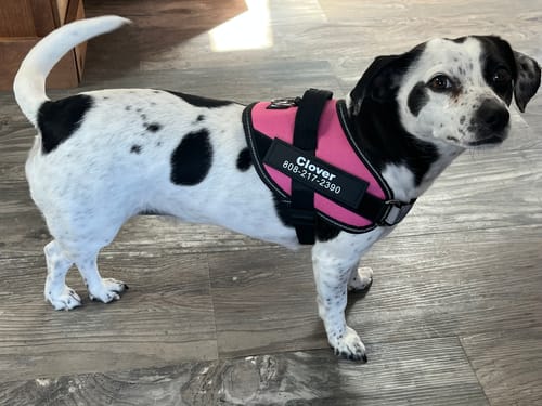 Customer's small, black and white dog wearing a pink Pawfalks ™ vest harness indoors.