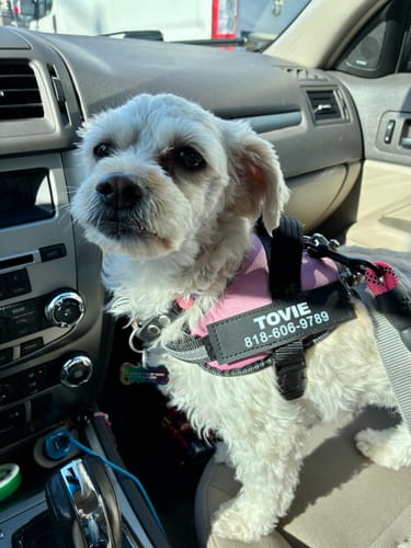 Customer's small white dog wearing the pink and black Pawfalks harness while sitting in the front seat of a car.