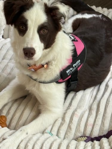 Customer's brown and white dog wearing a pink and black Pawfalks™ harness with a custom patch.