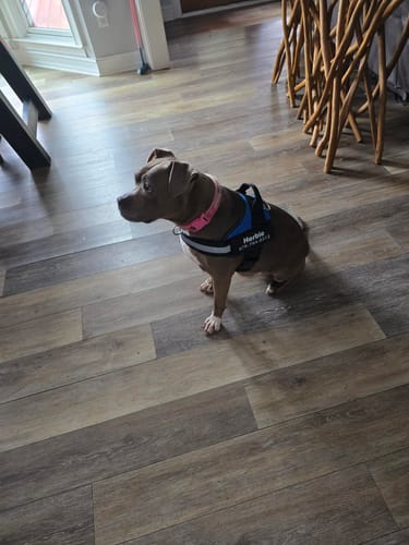 Customer's dog Herbie sitting on a wood floor wearing the black and blue Pawfalks harness.