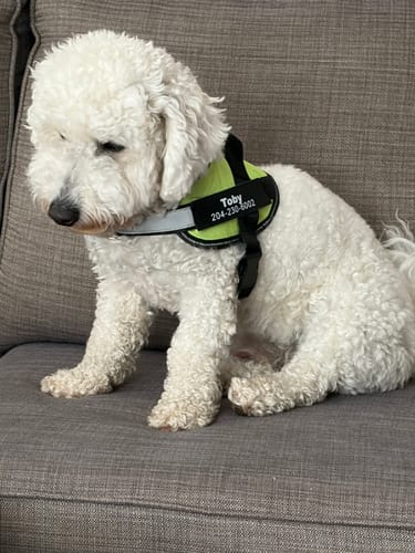 Customer's fluffy white dog sitting on a couch, wearing the green Pawfalks™ harness with a reflective strip.