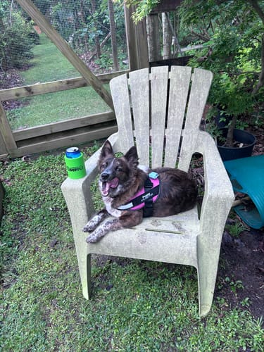 Reviewer's dog wearing a pink Pawfalks™ harness while sitting on a plastic chair in a yard.