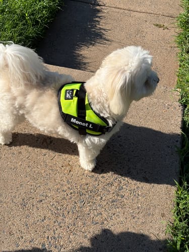 Customer's small white dog wearing a bright yellow Personalized Dog Harness labeled Monet L on a sidewalk.