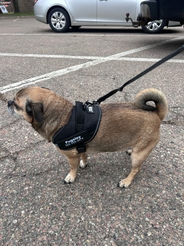 Reviewer's small brown dog wearing the black Pawfalks ™ harness with a leash attached in a parking lot.