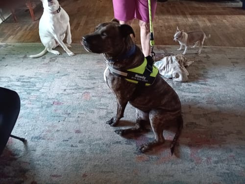 Reviewer's brindle dog sitting on a rug wearing the yellow Pawfalks vest harness.