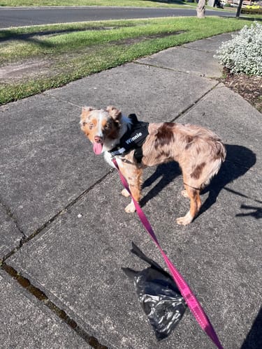 Customer's Personalized Dog Harness on a brown and white Australian Shepherd standing on a concrete sidewalk.