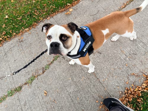 Customer's Pawfalks No Pull Harness in blue worn by a brown and white dog on a concrete sidewalk.
