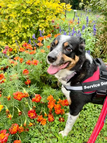 Customer's Pawfalks No Pull Harness worn by a dog in a garden with orange marigolds and purple flowers.