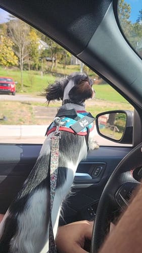 Customer's dog looking out car window while wearing a blue and red Pawfalks No Pull Harness