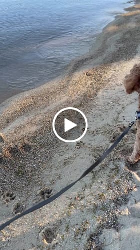 Customer video review of Pawfalks ™ No Pull Harness